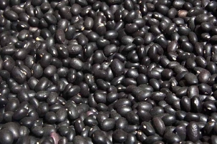 porotos negros